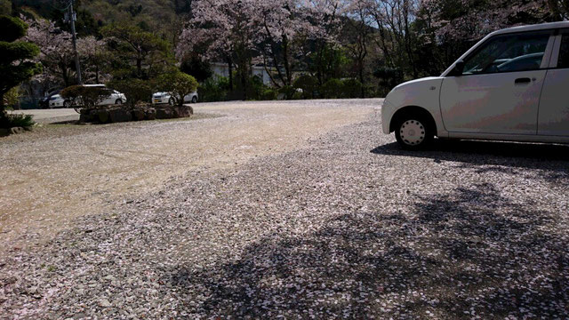駐車場の地面に桜の花びら