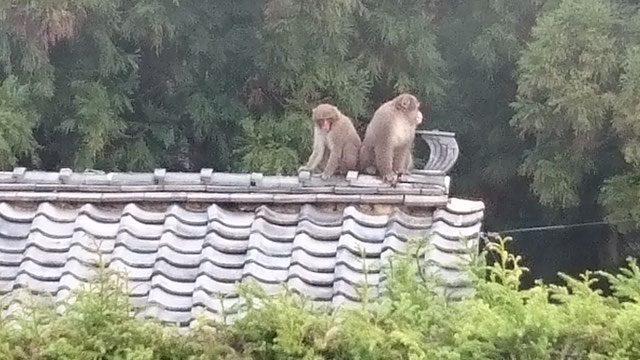 瓦屋根の上に二匹の猿