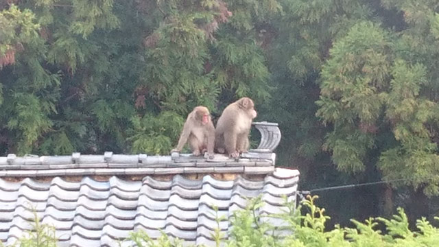 瓦屋根の上に二匹の猿