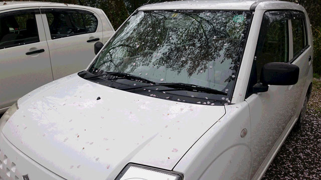 車のボンネットやフロントガラスに散った桜の花びら