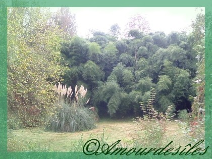 De quoi s'éclater en se promenant dans dette belle forêt de bambous et de pampas...