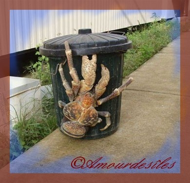 Terrible Crabe