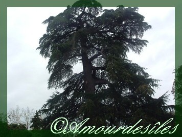 Tu es  plus immense à mes yeux et dans mon coeur que cet arbre ....pourtant magique, vu son âge!!!