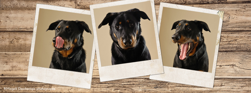 Photo chien studio Martigues 13220 