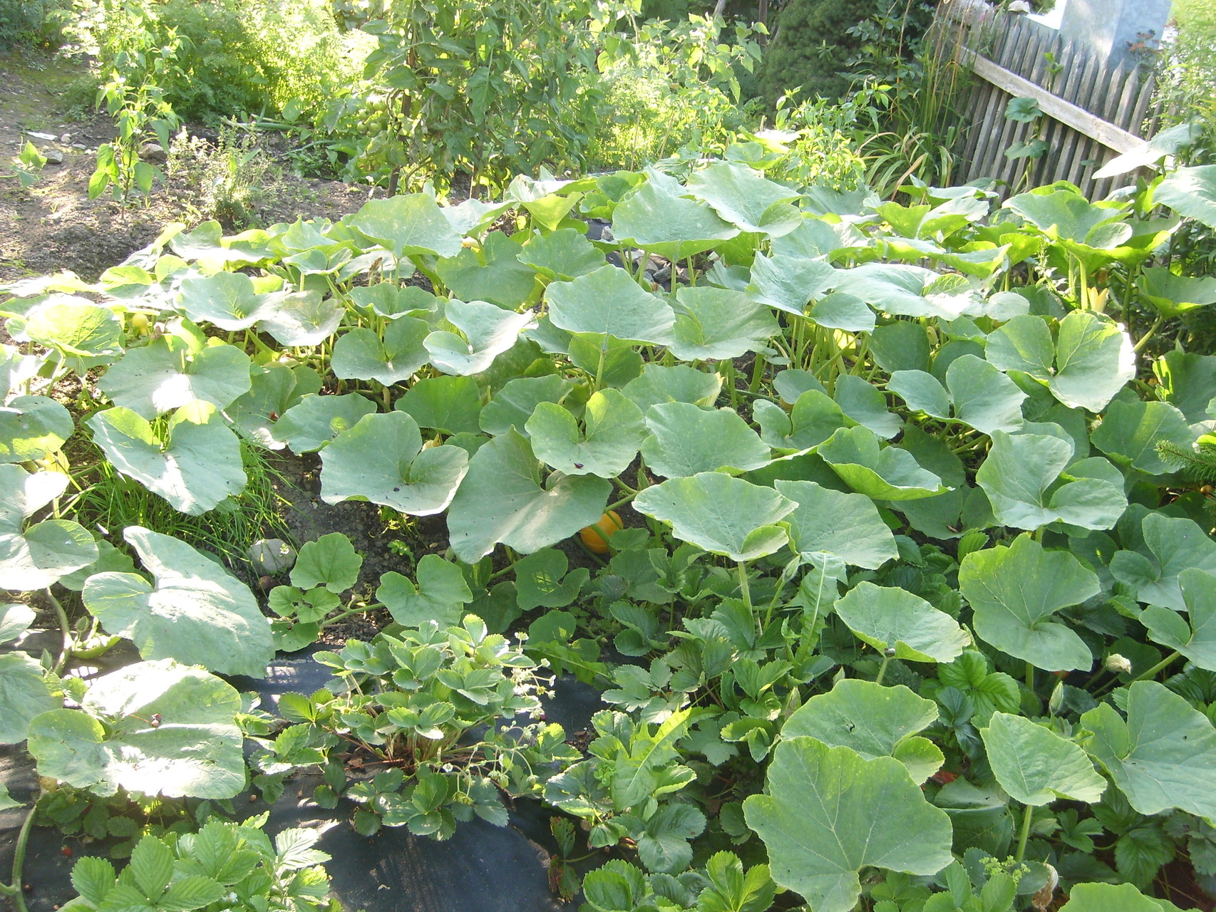 Bauerngarten