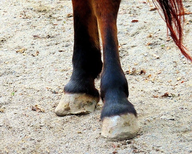 馬の足は一本指│把持力