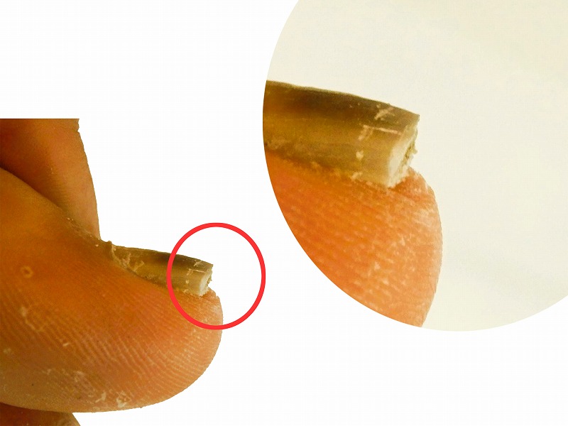 切りたての爪は、上の角が鋭い（赤丸）