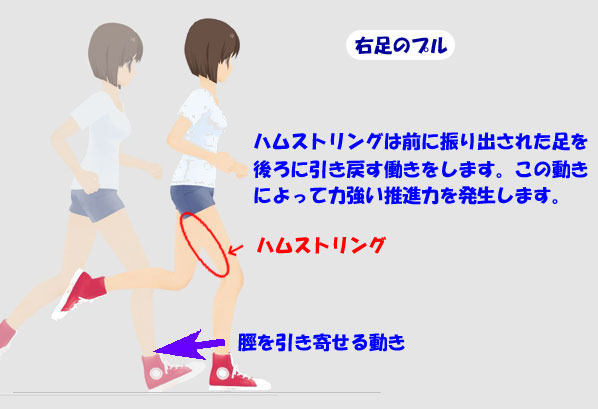 ランニングのハムストリング