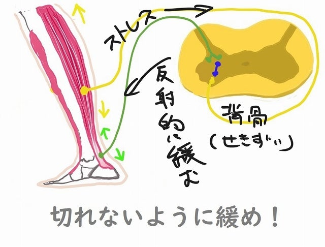 ストレッチはなんで筋肉が緩むの?