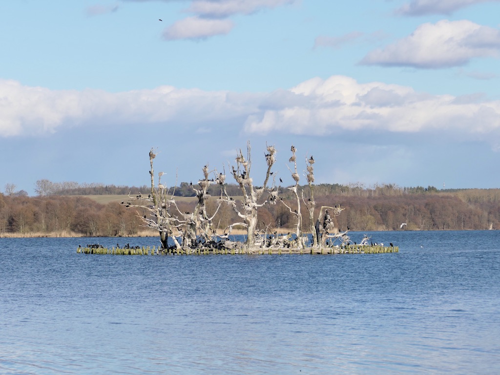 Vogelinsel auf dem Tollensesee