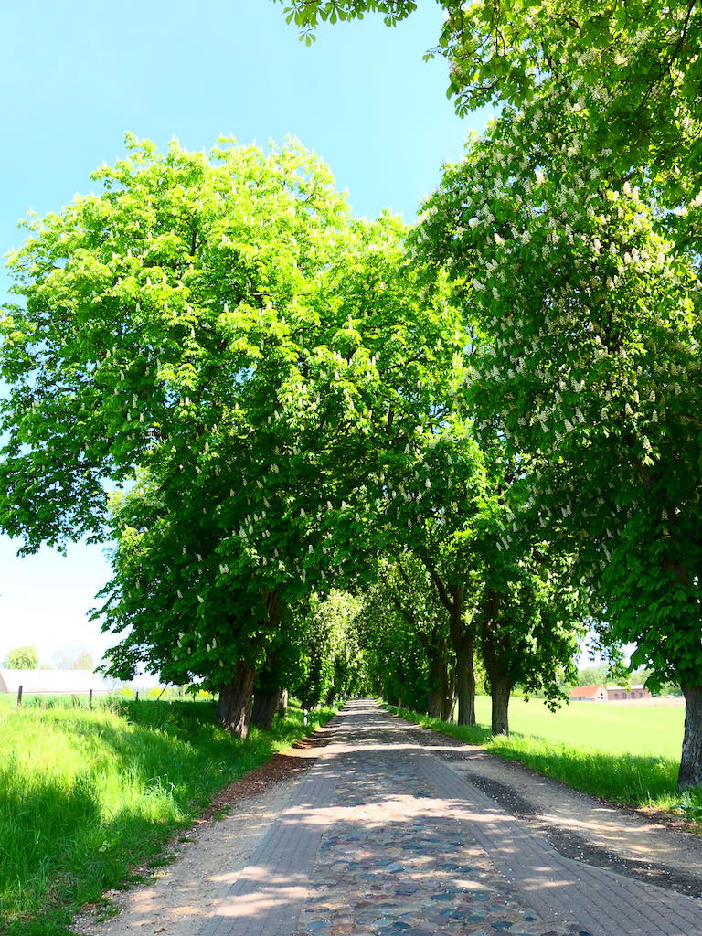 Kastanienallee am Ortseingang