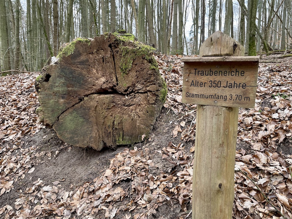 Traubeneiche