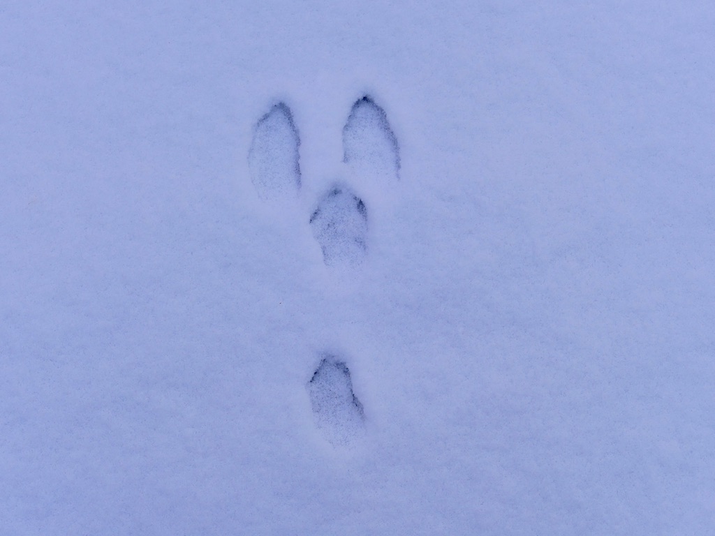 Unsere Wintergäste im Feriendorf