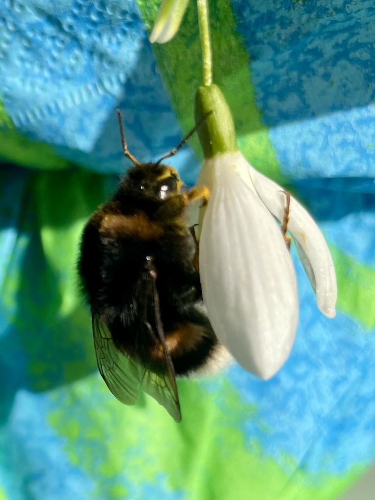 Die ersten Frühlingsboten 
