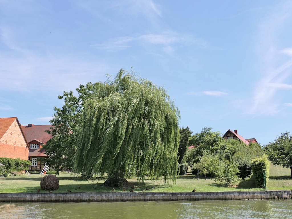 Wir unterfahren die Brücke und auf der linken Seite steht diese beeindruckende Weide