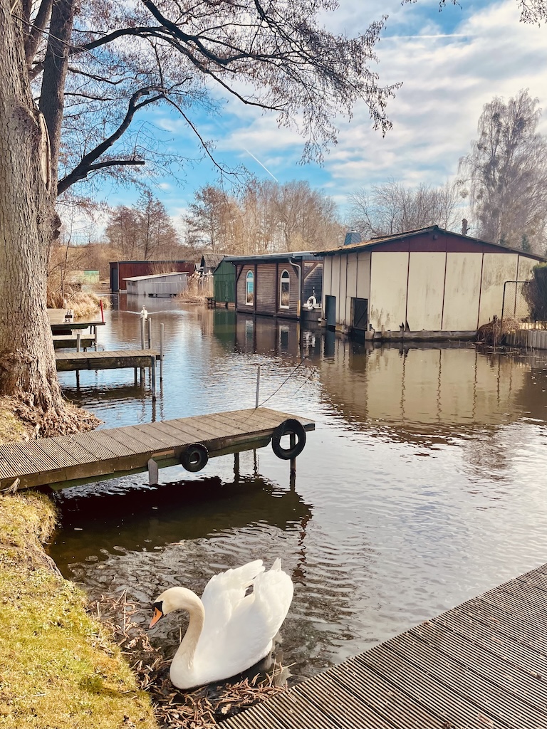 Und sogleich besuchte uns der Schwan