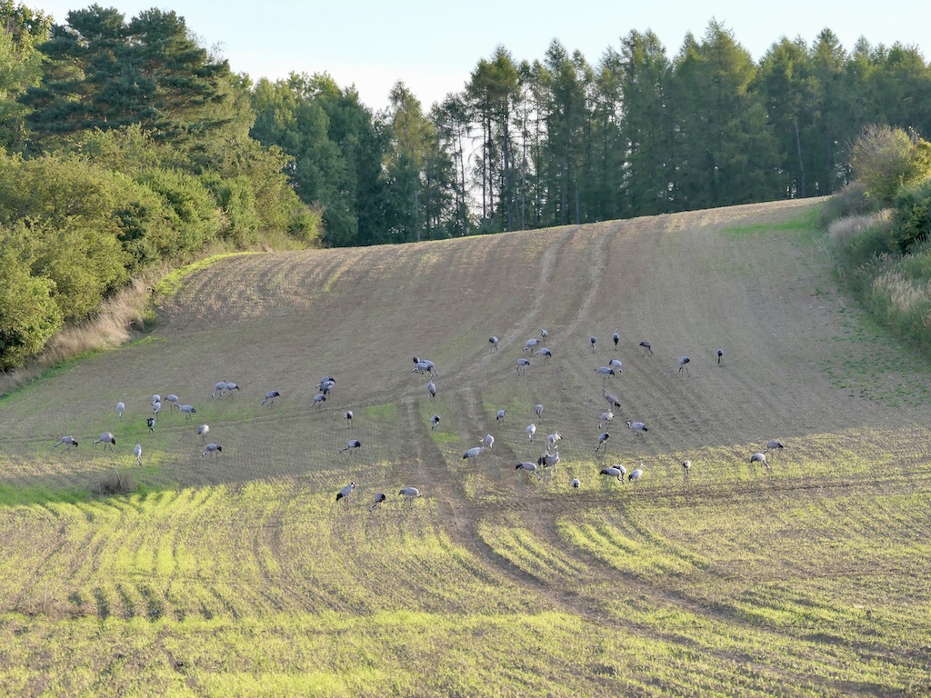 Etwa 50 bis 60 Kraniche versammelten sich Anfang September auf einer Wiese kurz vor Ahrensberg