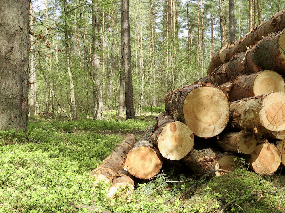 Duftendes Holz entdecken 