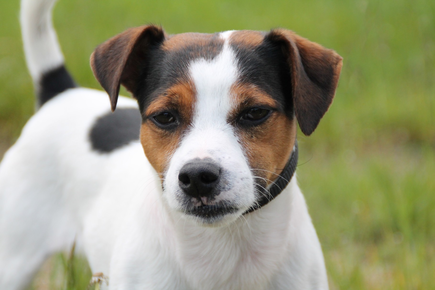 Der DanskSvensk Gardhund vomroeverbargs Webseite!