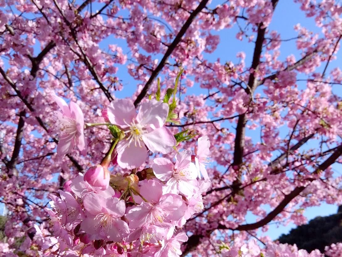 河津桜？