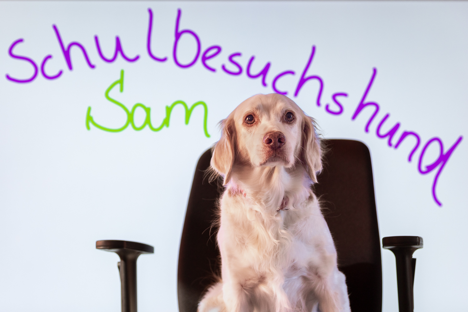 Schulhund SAM