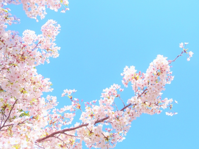 花の詩vol 37 サクラ バラ科 株式会社 景