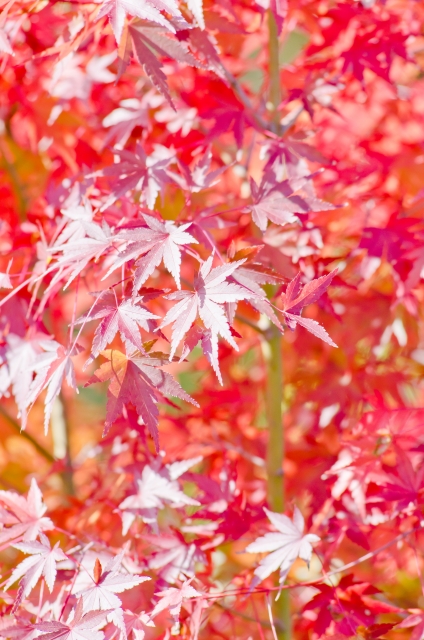 花の詩vol.25『カエデ類』(カエデ科) - 株式会社 景