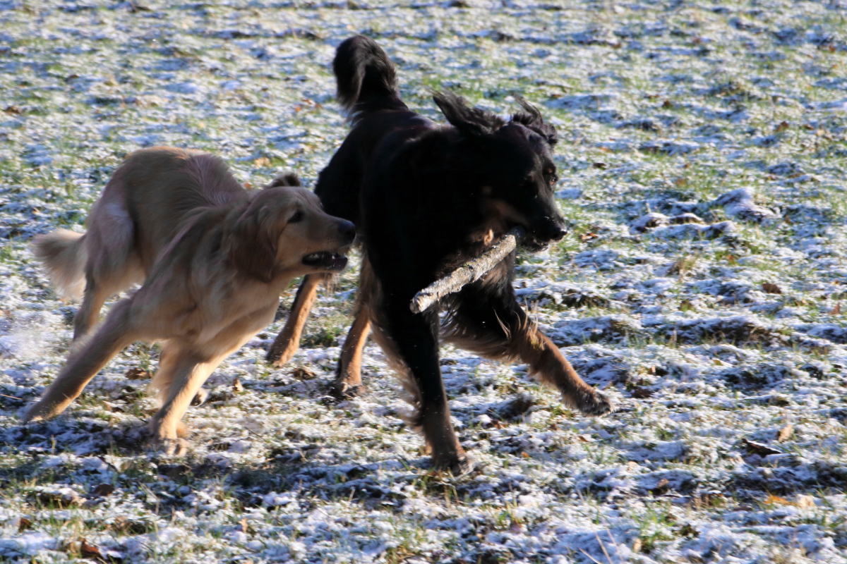 05.02.18 - hovawarte-vom-basaltfeuers Webseite!