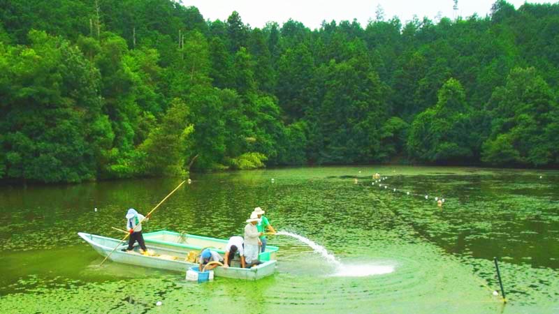 滋賀県養殖池　水草ヒシ除去：　水生植物発芽防止剤　ザ・フィッシュガード