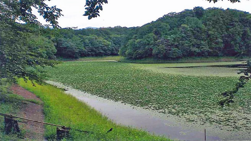 滋賀県調整池　水草ヒシ繁茂