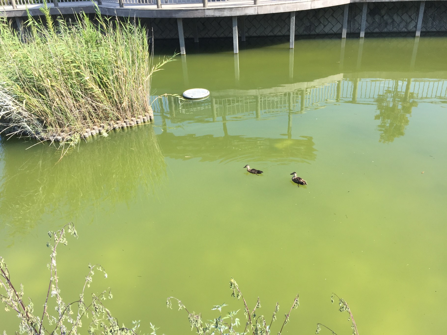 調整池の水質浄化対策後４日目 株式会社環境マグネシア
