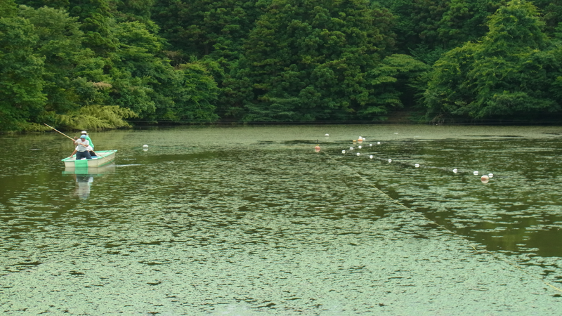 滋賀県養殖池　水草ヒシ繁茂