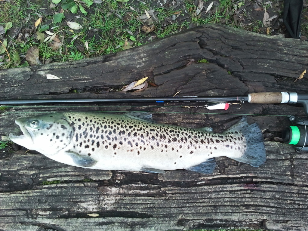 Schöne Seeforelle aus dem Badesee 55cm und 1,8 kg, gefangen von Hansi Walcher.