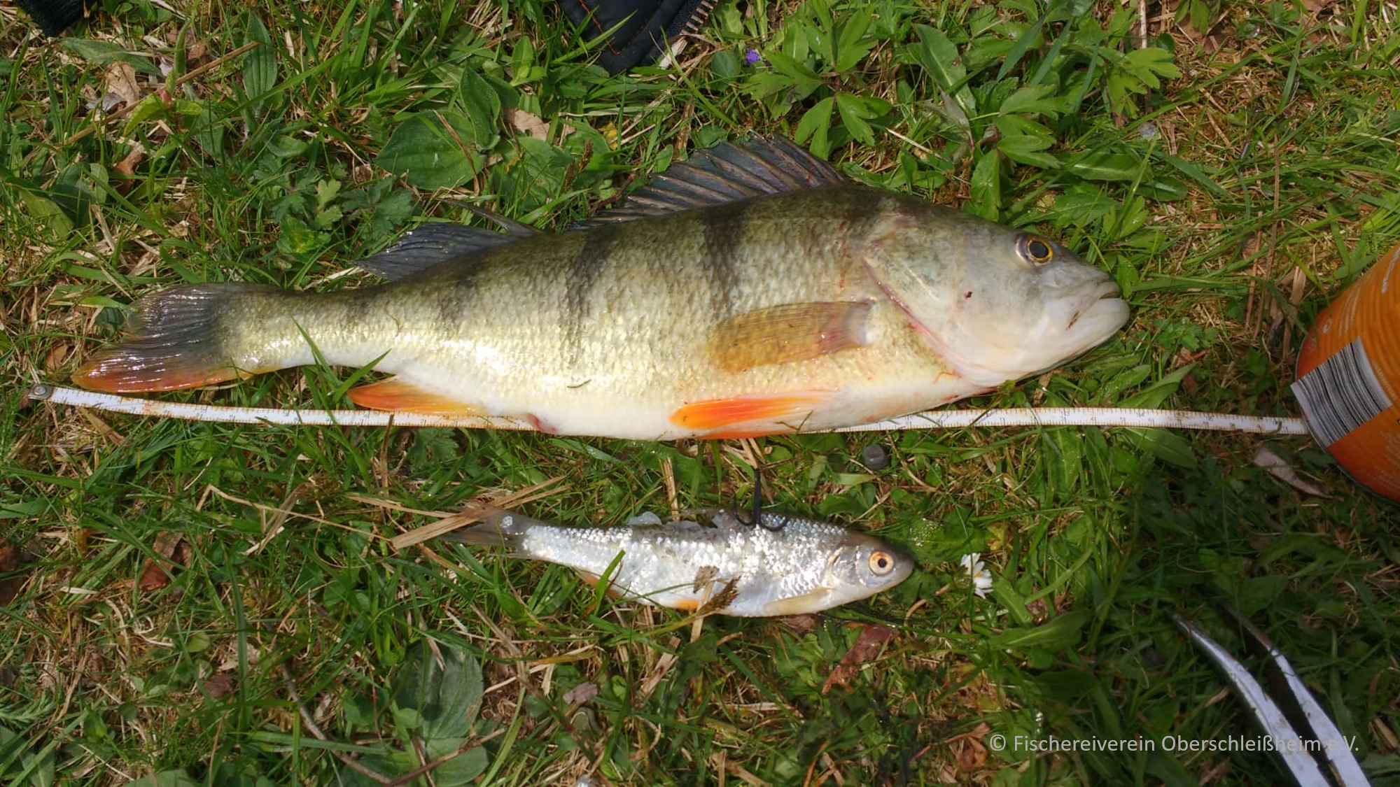 Gefangen auf Köderfisch