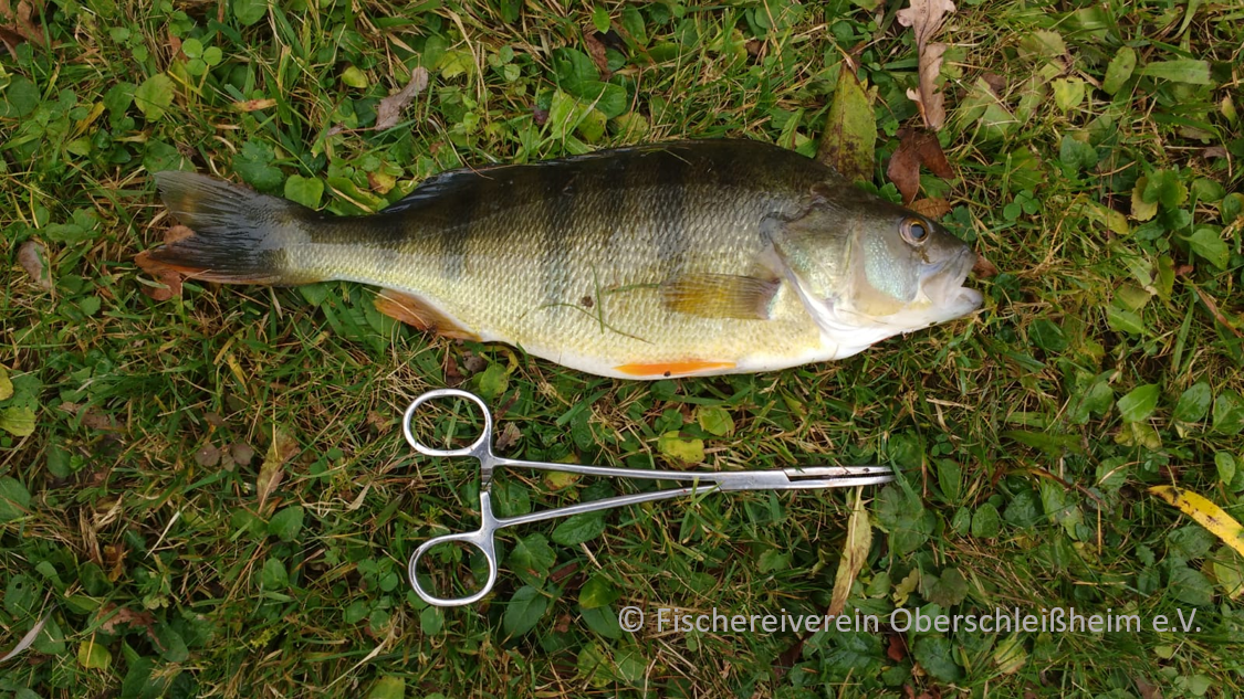 Gefangen von der Fischerjugend