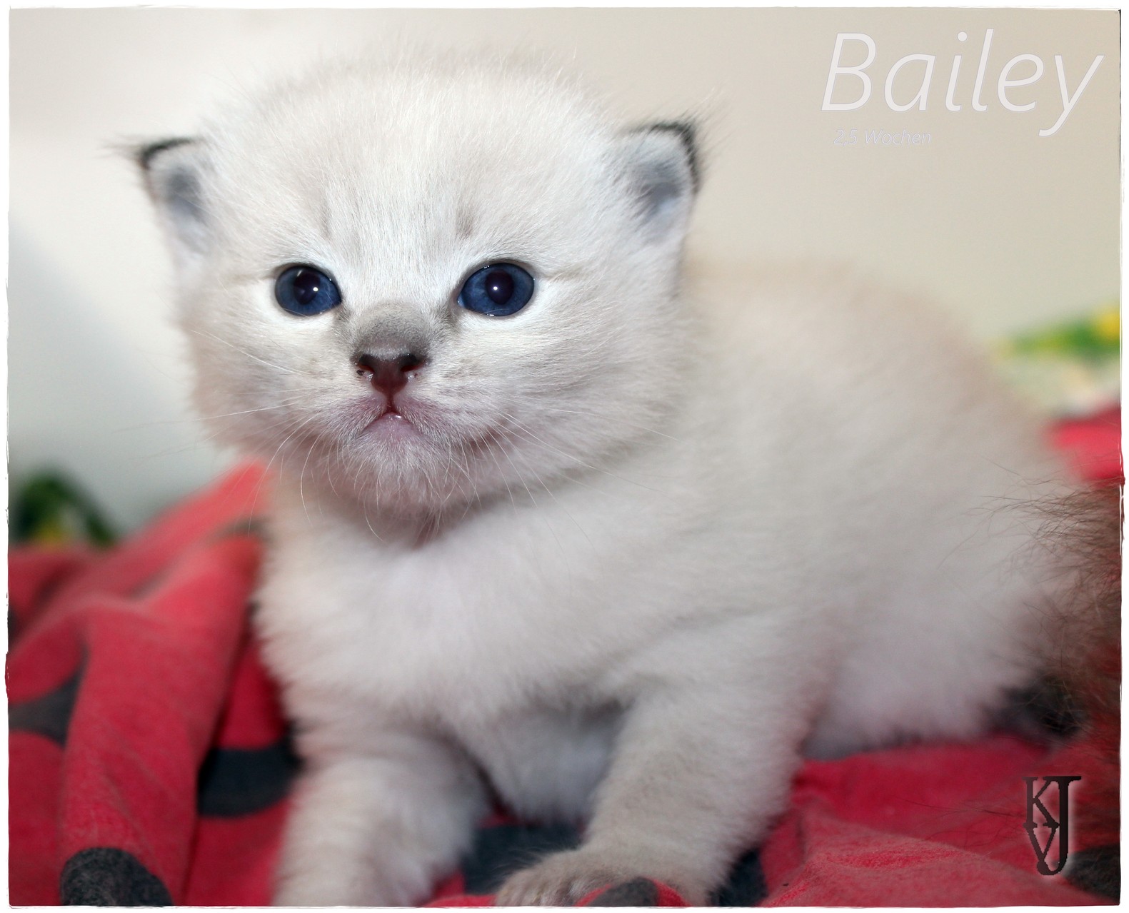 Bailey ist Blue Lynx Colorpoint