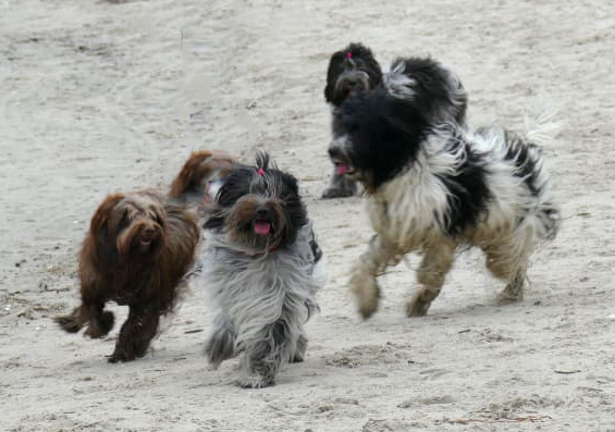 Mientje, Nele, Barry und hinten bin ich