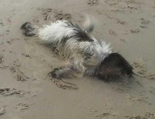 ... sind an den Strand gegangen, wo ich mich erst einmal ausgiebig im Sand gewälzt habe. 