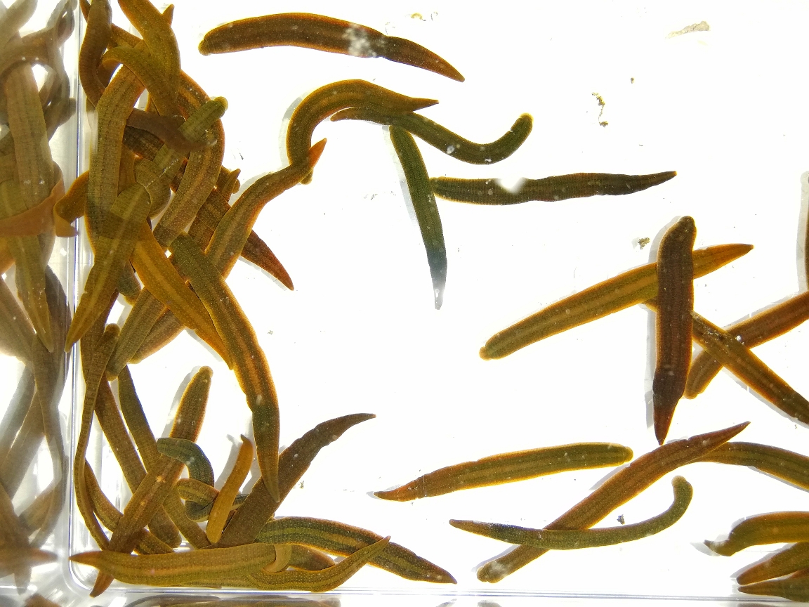 ヒル生体 Leechs ページ