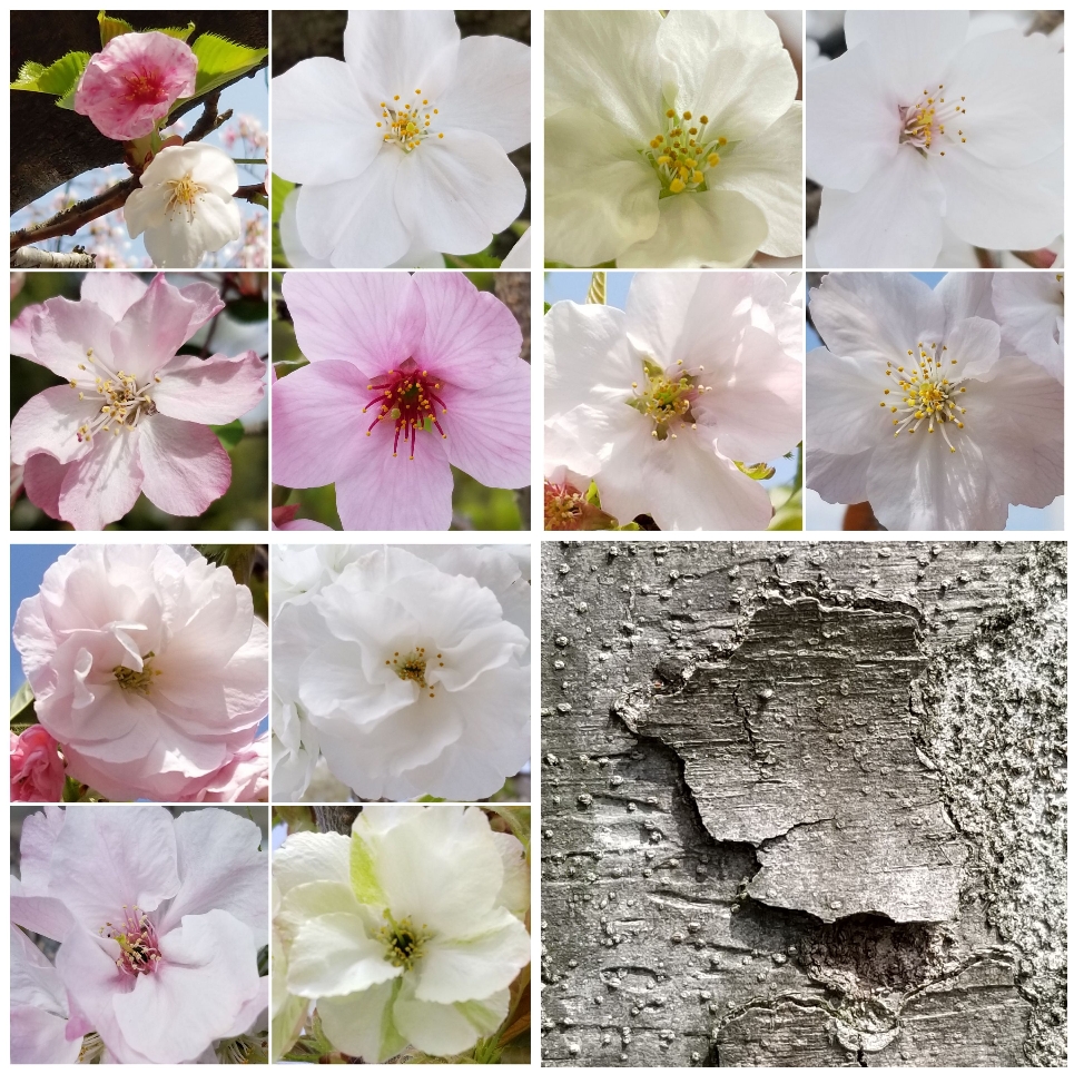 桜の花コレクション♪