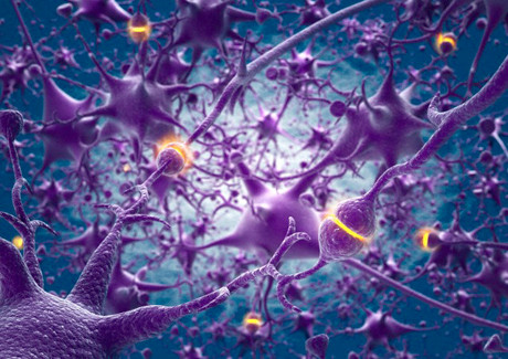Le sinapsi tra neuroni subiscono delle modifiche strutturali e funzionali durante gli apprendimenti che avvengono in psicoterapia.