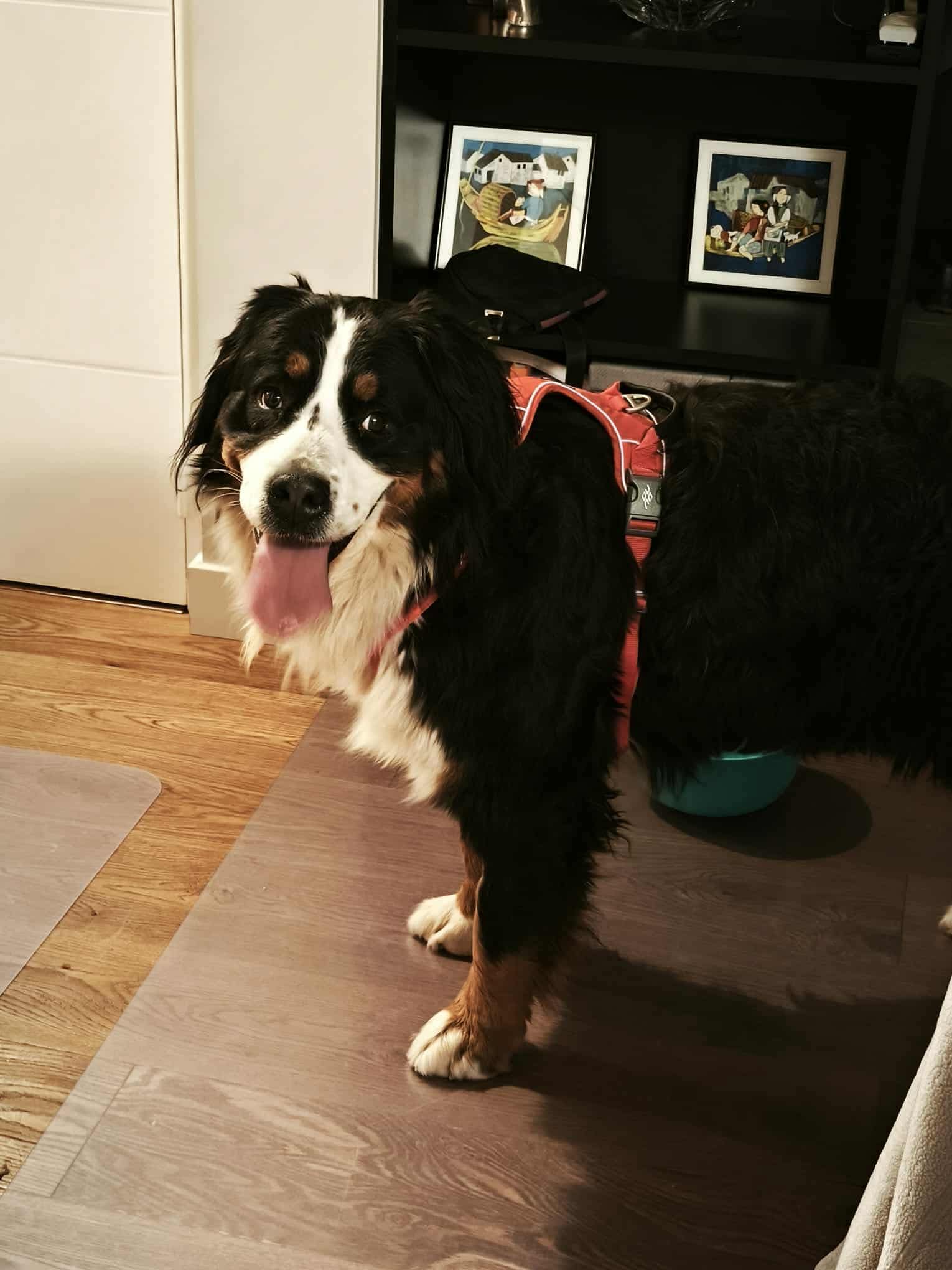 SKITTLE ADOPTEE LE 02/12/2025
