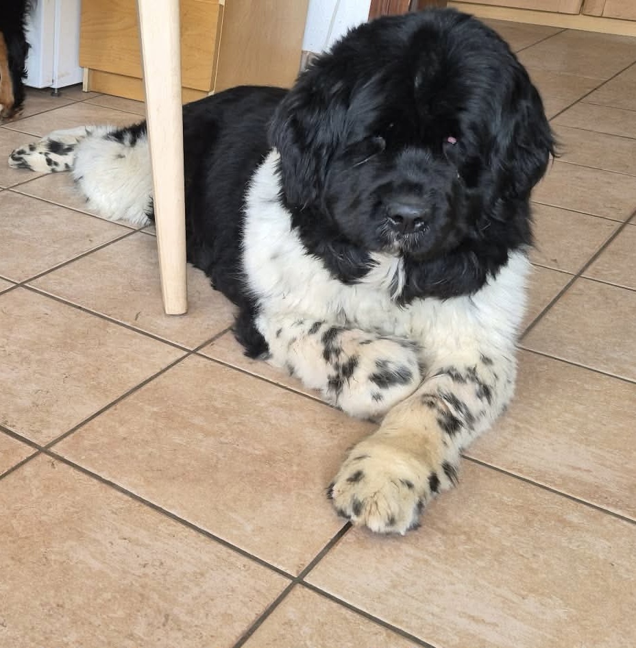 OENIA ADOPTEE LE 27/02/2026