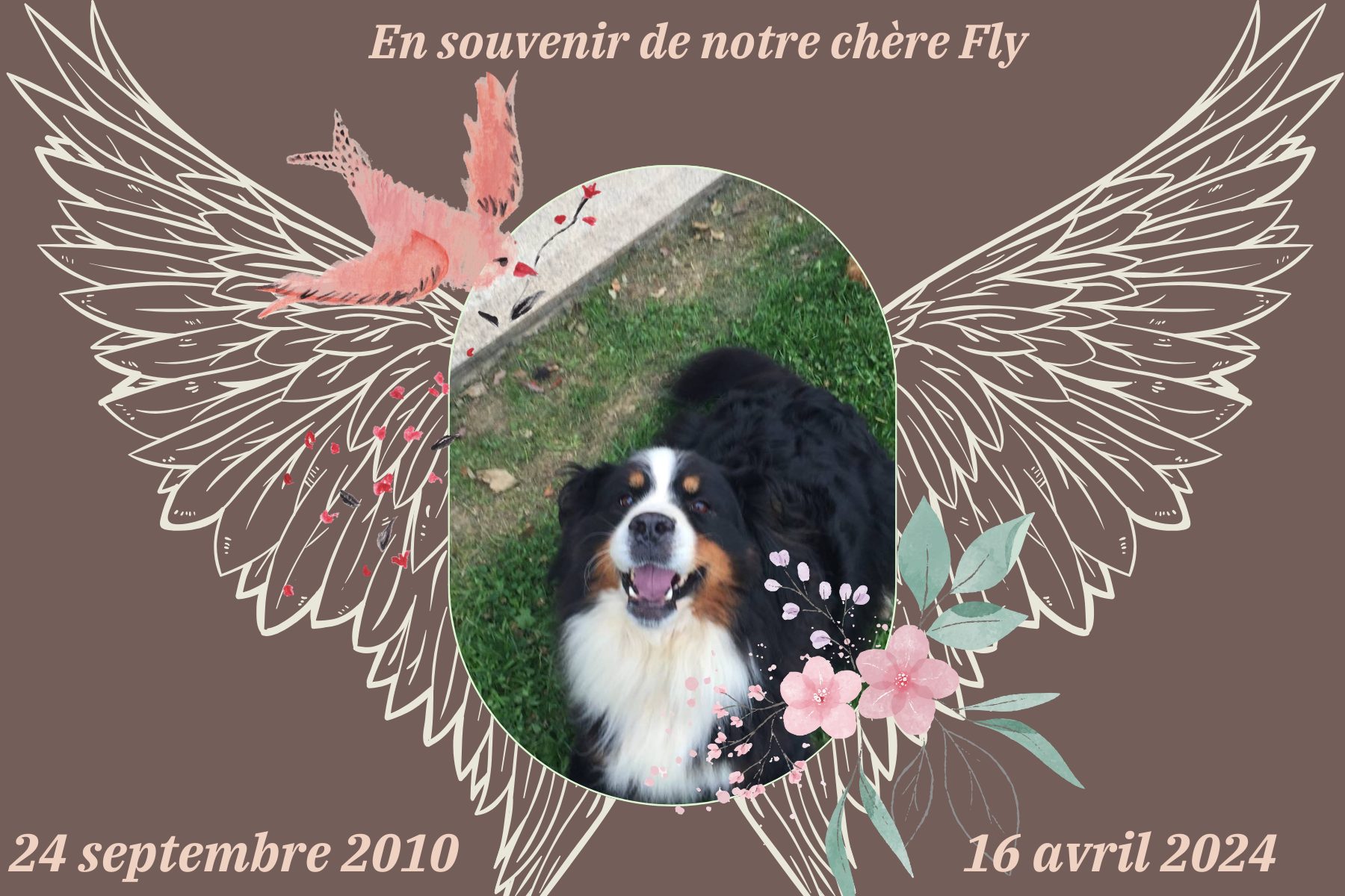 Fly