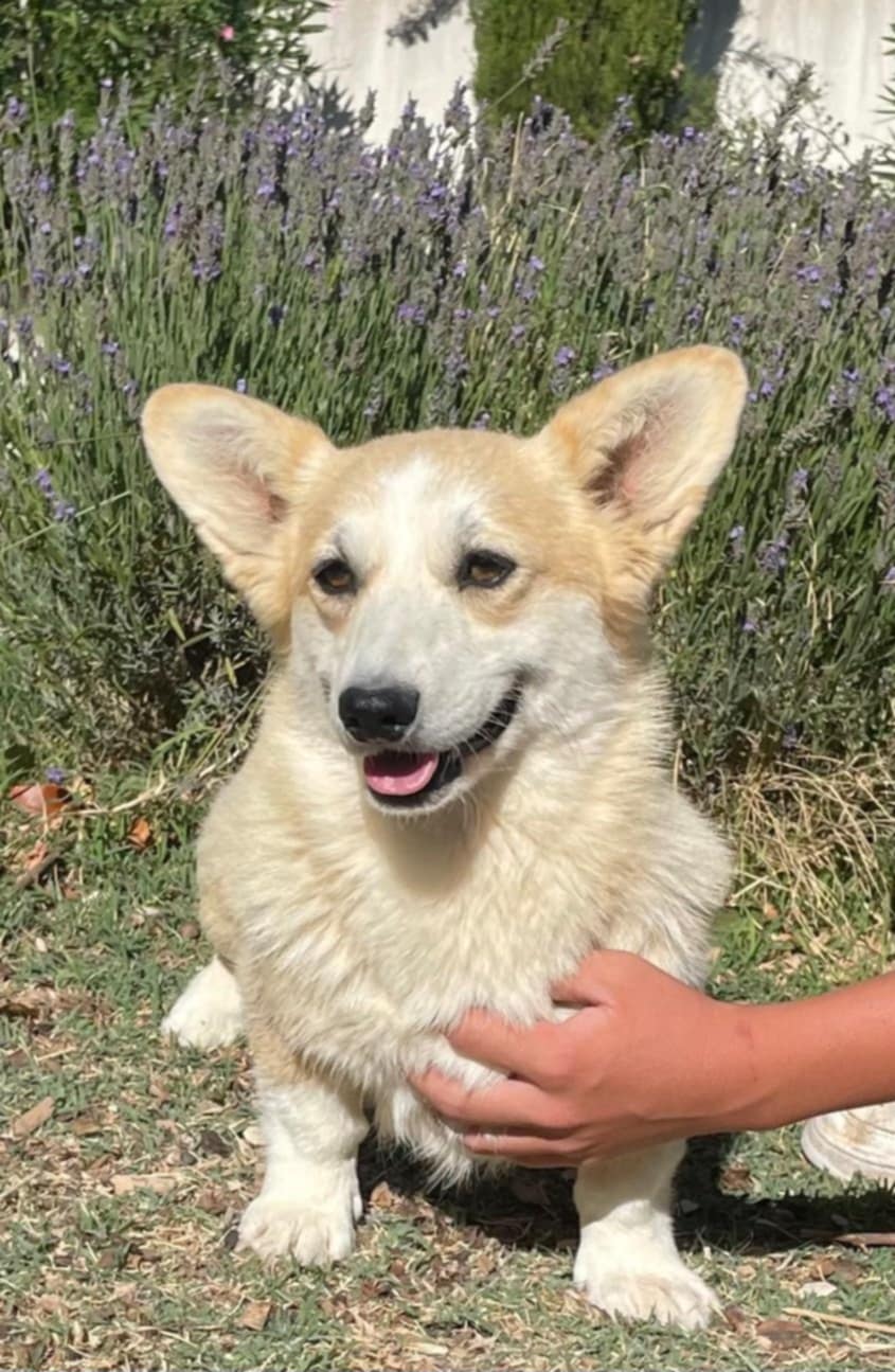 TWEENY ADOPTEE LE 13/08/2025 AVEC THORY