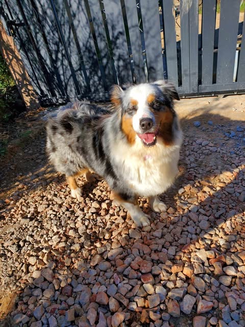  O'BELLA ADOPTEE LE 26/02/2025