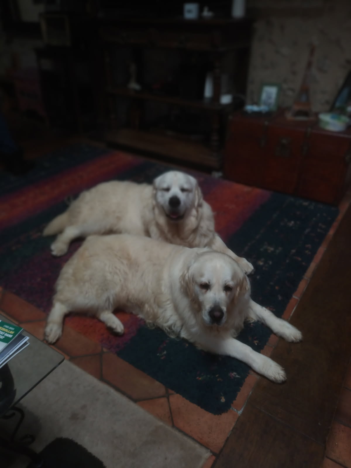 VALENTINO ET TYA ADOPTES LE 01/03/2025