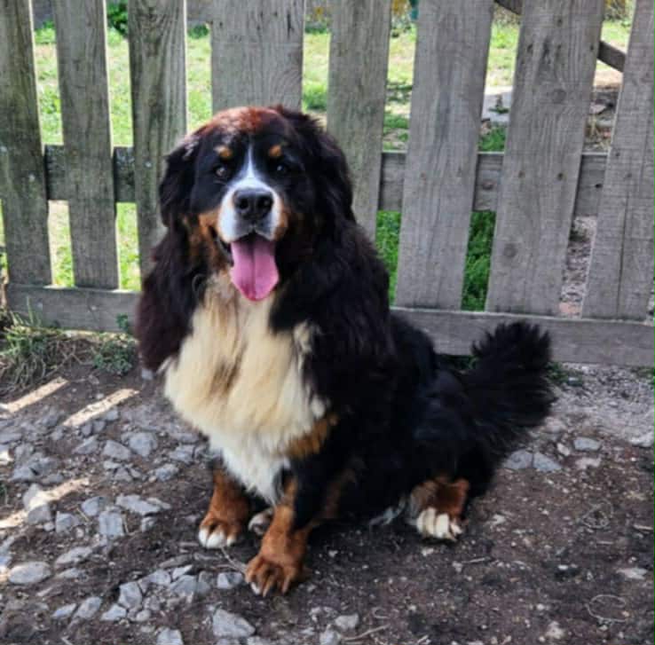 VROUM VROUM ADOPTEE LE 20/09/2025