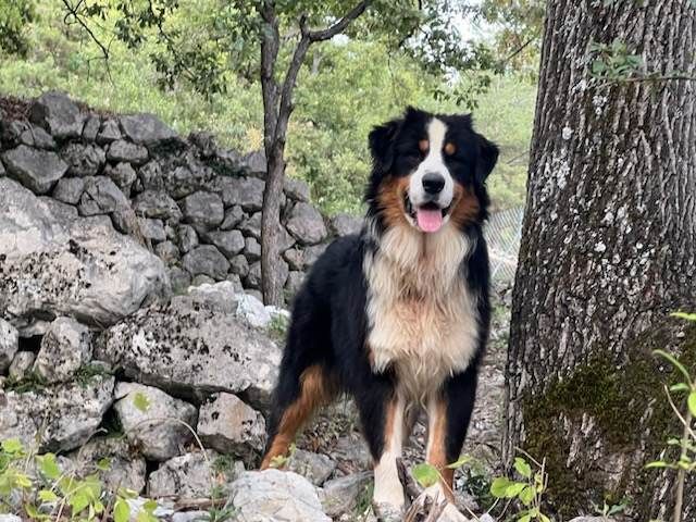 ADOPTE LE 04/10/2024