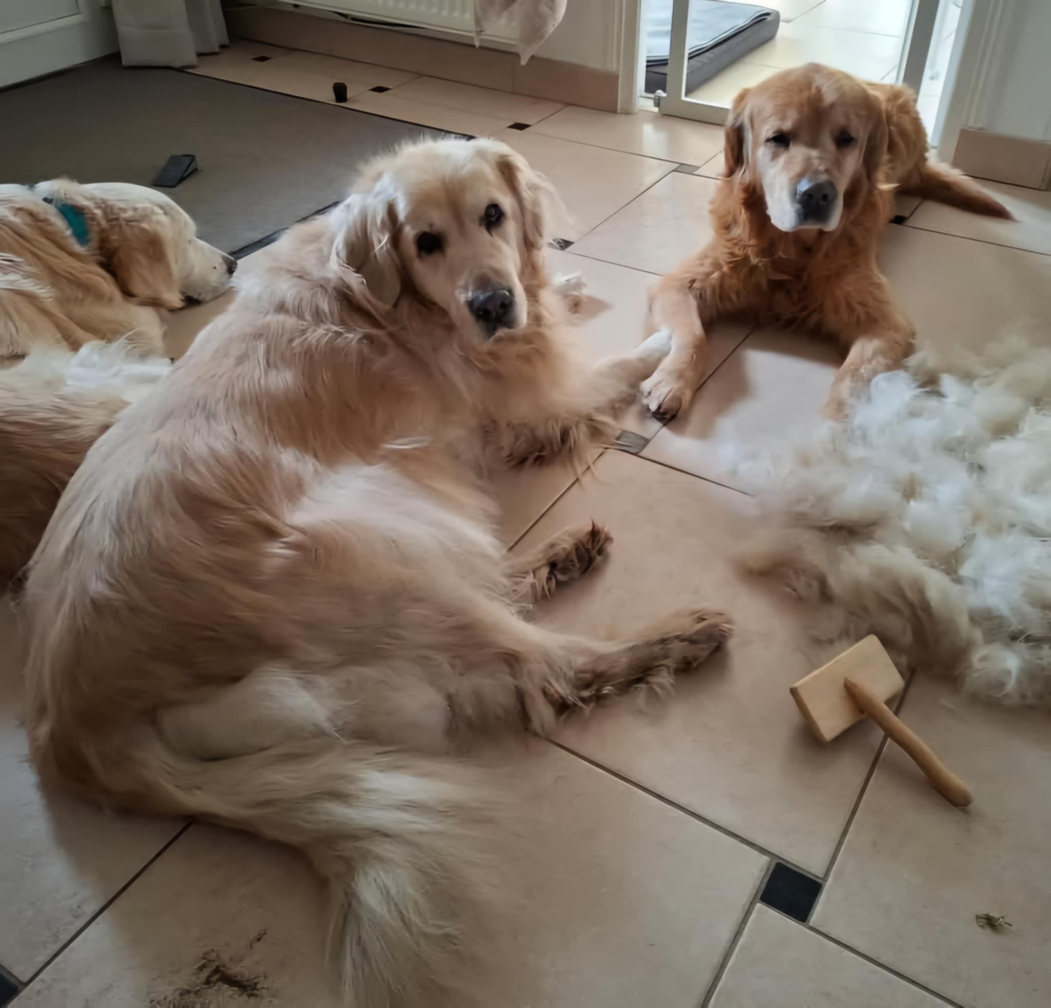 GIPSY ET GERONIMO EN FAMILLE PANIER RETRAITE LE 15/02/2025